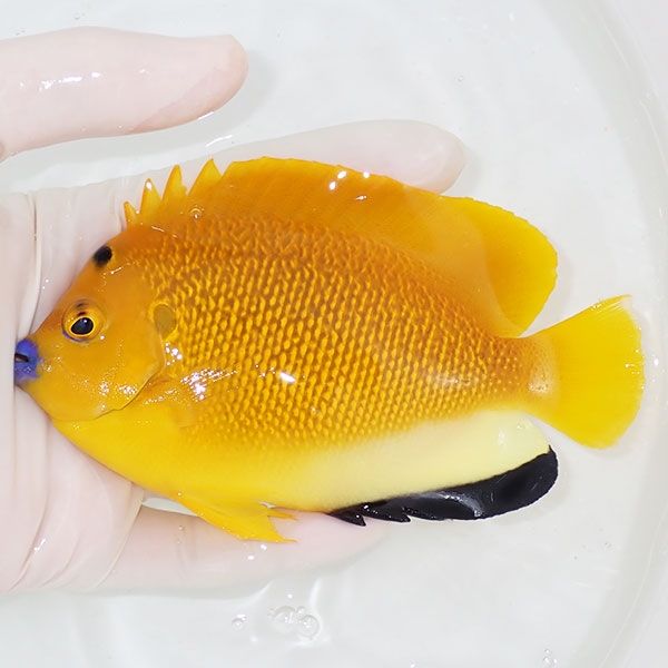 【現物3】シテンヤッコ 13cm±!海水魚 ヤッコ 15時までのご注文で当日発...