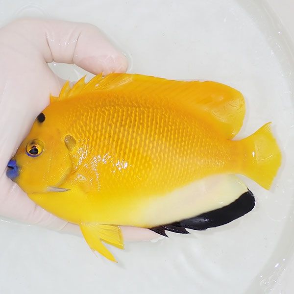 【現物4】シテンヤッコ 15cm± !海水魚 ヤッコ 15時までのご注文で当日発...