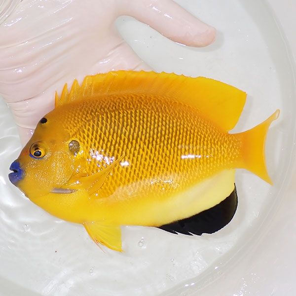 【現物5】シテンヤッコ 18cm± !海水魚 ヤッコ 15時までのご注文で当日発...