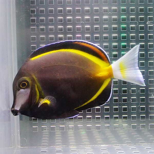 ナミダクロハギ 10-12cm± ! 海水魚 ハギ(t119