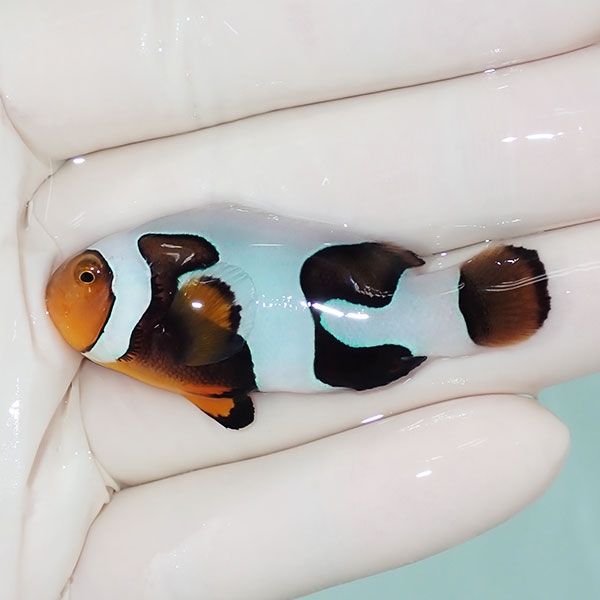 【現物2】Aグレード ブラックピカソクラウン 5.2cm±! 海水魚 クマノミ ...