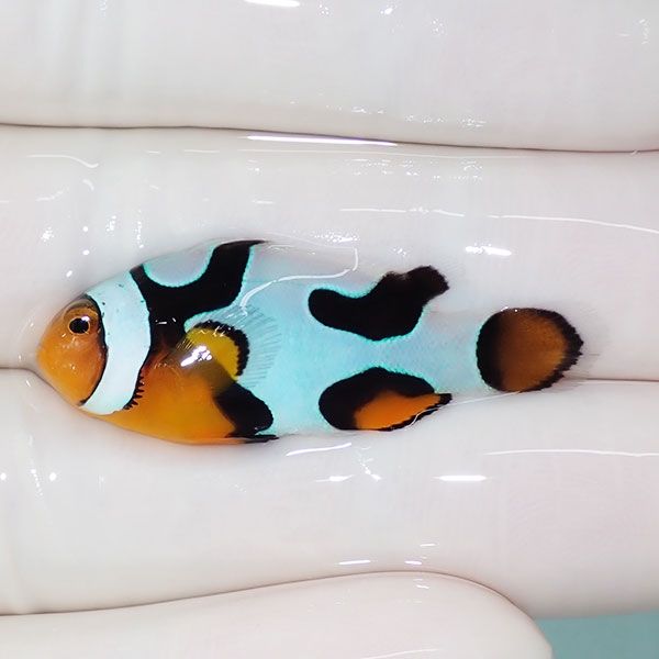 【現物3】Aグレード ブラックピカソクラウン 3.7cm±! 海水魚 クマノミ ...