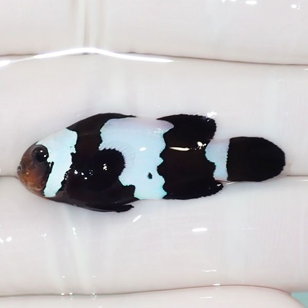 【現物1】ブラックスノーフレークオセラリス 4cm±! 海水魚 クマノミ 餌...