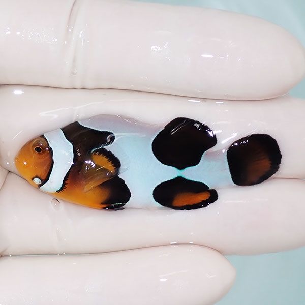 【現物1】Aグレード ブラックピカソクラウン 5.3cm±! 海水魚 クマノミ ...