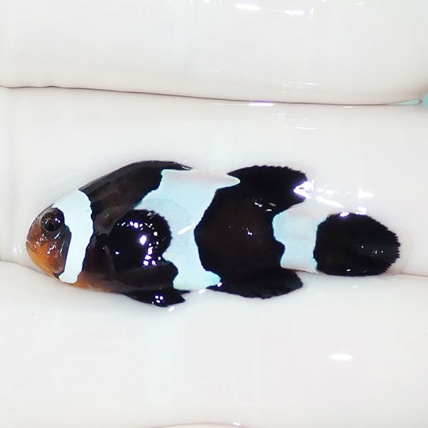 【現物3】ブラックスノーフレークオセラリス 3.5cm±! 海水魚 クマノミ ...