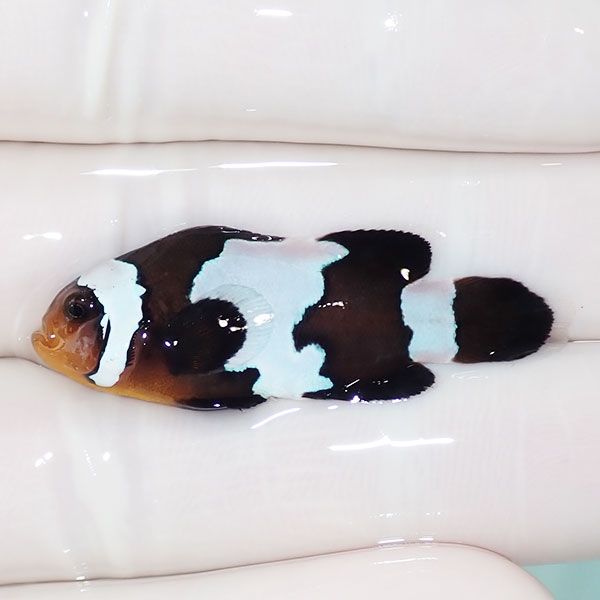 【現物4】ブラックスノーフレークオセラリス 4cm±! 海水魚 クマノミ 餌...
