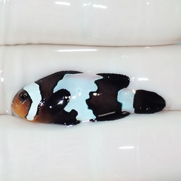 【現物5】ブラックスノーフレークオセラリス 3.5cm±! 海水魚 クマノミ ...