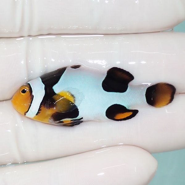 【現物4】Aグレード ブラックピカソクラウン 4.5cm±! 海水魚 クマノミ ...