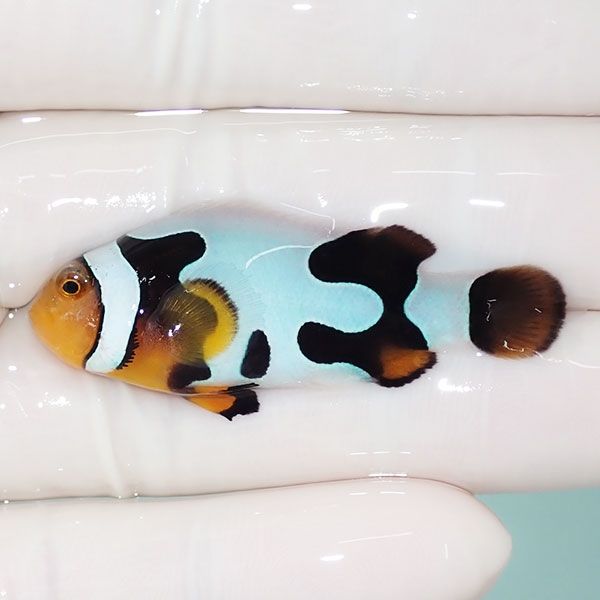 【現物5】Aグレード ブラックピカソクラウン 4.7cm±! 海水魚 クマノミ ...