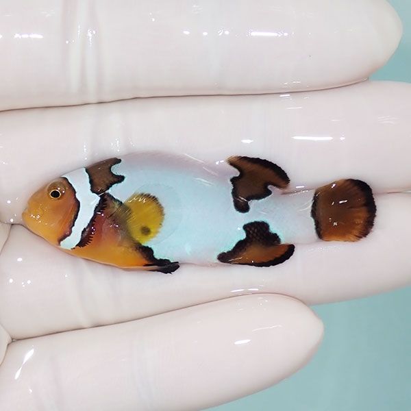 【現物1】オレンジスノーフレークオセラリス 5cm±!海水魚 クマノミ ブリ...