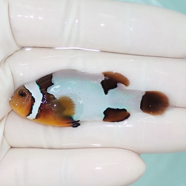 【現物2】オレンジスノーフレークオセラリス 5.5cm±!海水魚 クマノミ ブ...