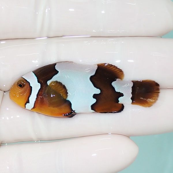 【現物3】オレンジスノーフレークオセラリス 5cm±!海水魚 クマノミ ブリ...