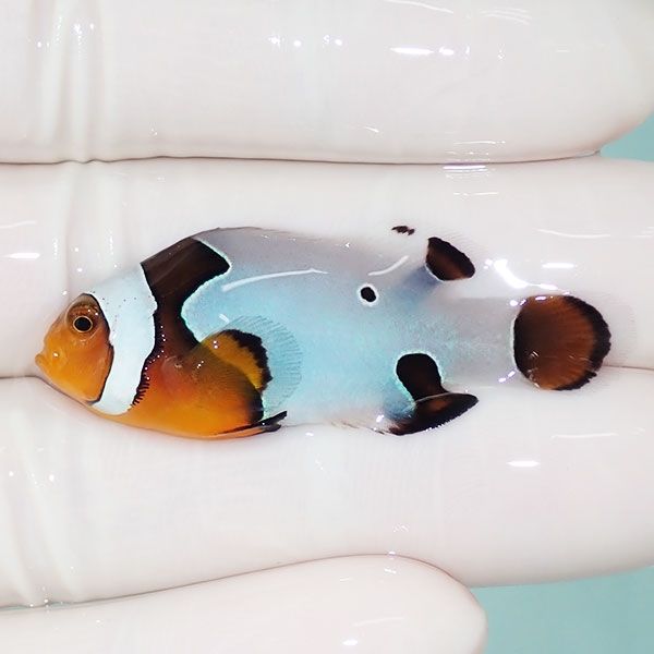 【現物4】オレンジスノーフレークオセラリス 4.2cm±!海水魚 クマノミ ブ...