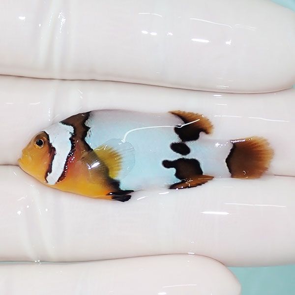 【現物5】オレンジスノーフレークオセラリス 4.5cm±!海水魚 クマノミ ブ...