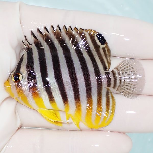 【現物5】sale シマヤッコ 6cm±! 海水魚 生体 15時までのご注文で当日発...