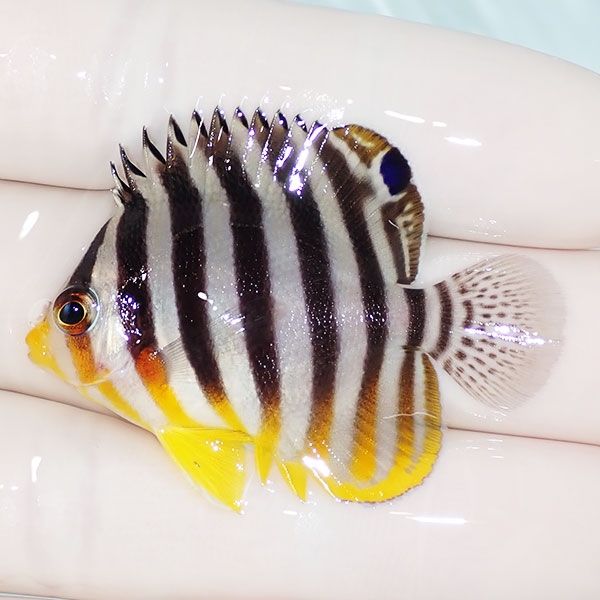 【現物1】sale シマヤッコ 4.5cm±! 海水魚 生体 15時までのご注文で当日...