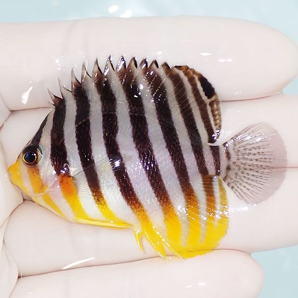 【現物2】sale シマヤッコ 5.7cm±! 海水魚 生体 15時までのご注文で当日...