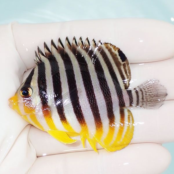 【現物6】sale シマヤッコ 6cm±! 海水魚 生体 15時までのご注文で当日発...