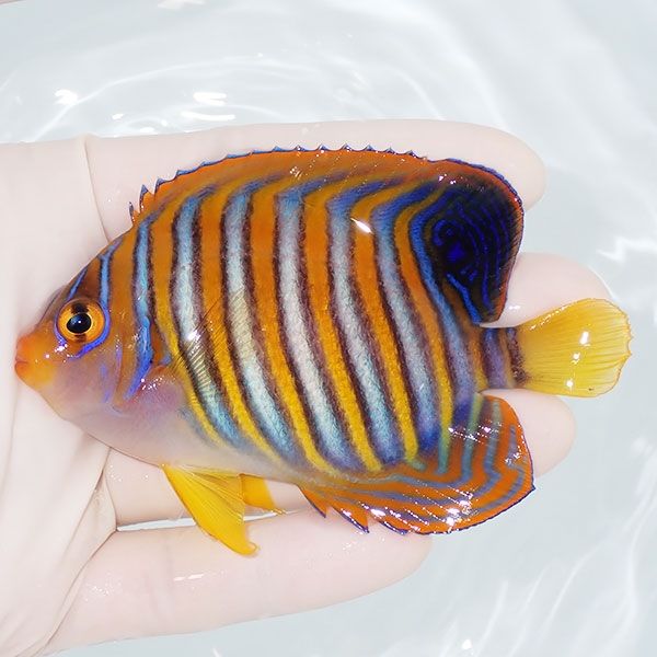 【現物1】ニシキヤッコ 9cm±!海水魚 ヤッコ15時までのご注文で当日発送(...