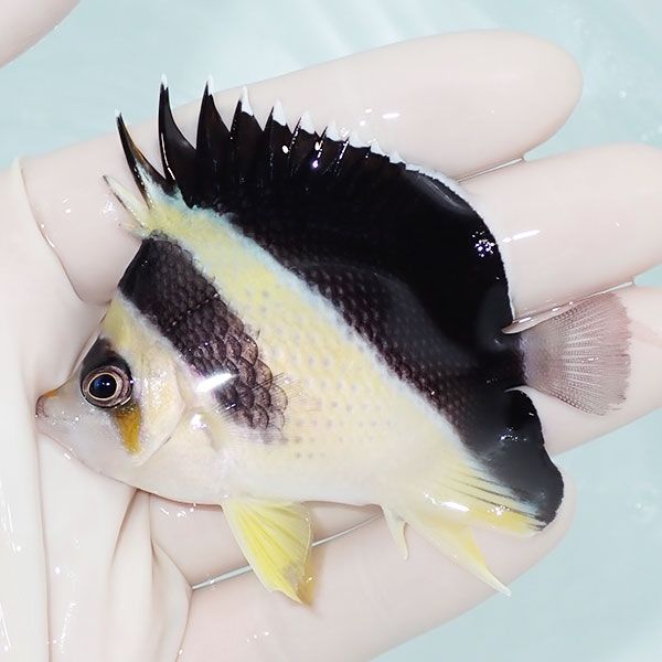 【現物3】バーゲスバタフライ 7cm±! 海水魚 チョウチョウウオ 15時まで...