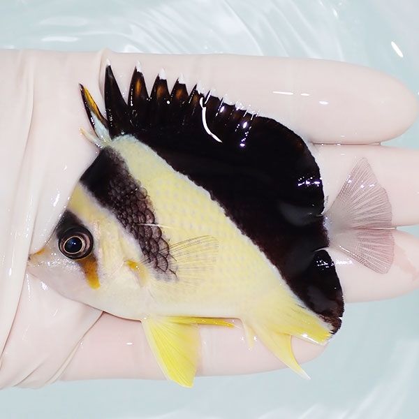 【現物4】バーゲスバタフライ 8cm±! 海水魚 チョウチョウウオ 15時まで...