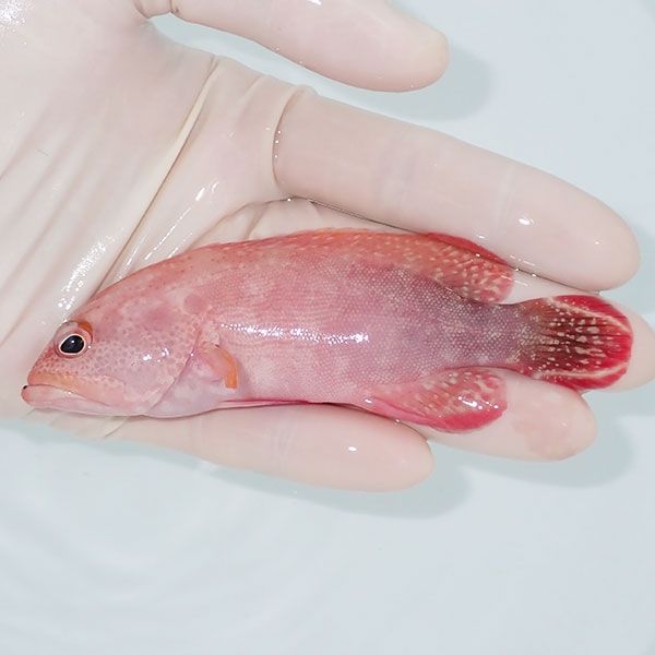 【現物1】ニジハタ 11cm± !海水魚 ハタ 餌付け 15時までのご注文で当日...