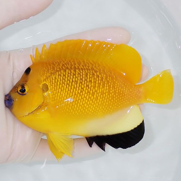 【現物1】シテンヤッコ 12cm±!海水魚 ヤッコ 15時までのご注文で当日発...