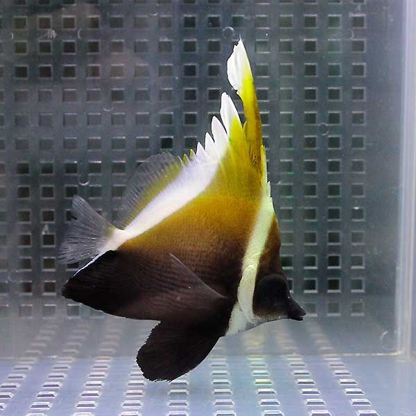 ツノハタタテダイ 6-8cm± !チョウチョウウオ 海水魚15時までのご注文で...