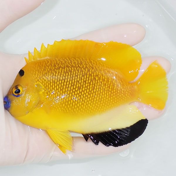 【現物2】シテンヤッコ 11.5cm±!海水魚 ヤッコ 15時までのご注文で当日...