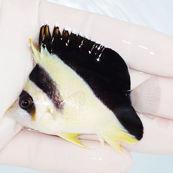 【現物1】バーゲスバタフライ 6.5cm±! 海水魚 チョウチョウウオ 15時ま...