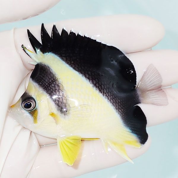 【現物2】バーゲスバタフライ 7cm±! 海水魚 チョウチョウウオ 15時まで...