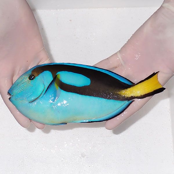 【現物2】粒エサOK ナンヨウハギbig 22cm±! 海水魚 ハギ !15時までのご...