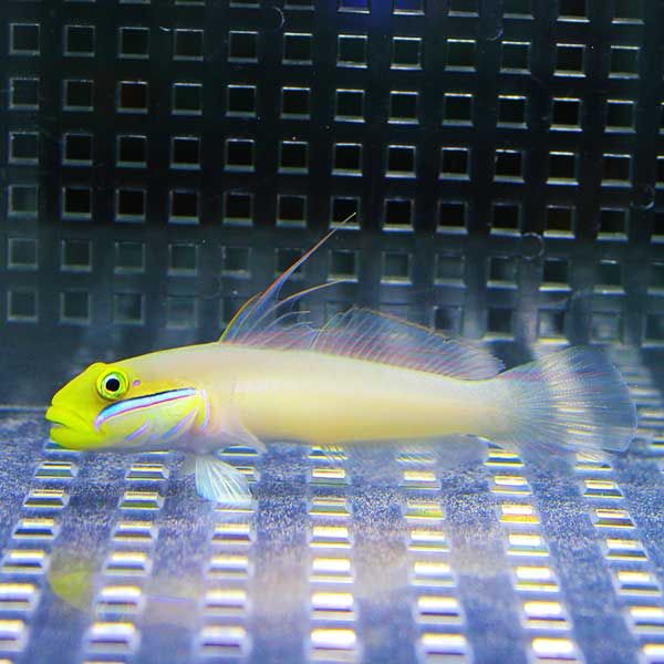 アカハチハゼ 5-7cm! 海水魚 ハゼ 15時までのご注文で当日発送(t121