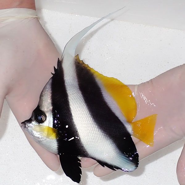 【現物】粒エサOK ハタタテダイbig 16.5cm±!!海水魚 生体 15時までのご...