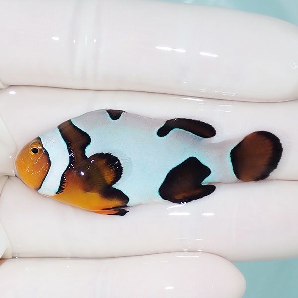 【現物8】Aグレード ブラックピカソクラウン 5.5cm±! 海水魚 クマノミ ...