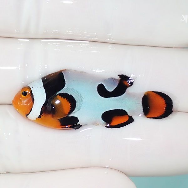 【現物9】Aグレード ブラックピカソクラウン 4cm±! 海水魚 クマノミ 餌...