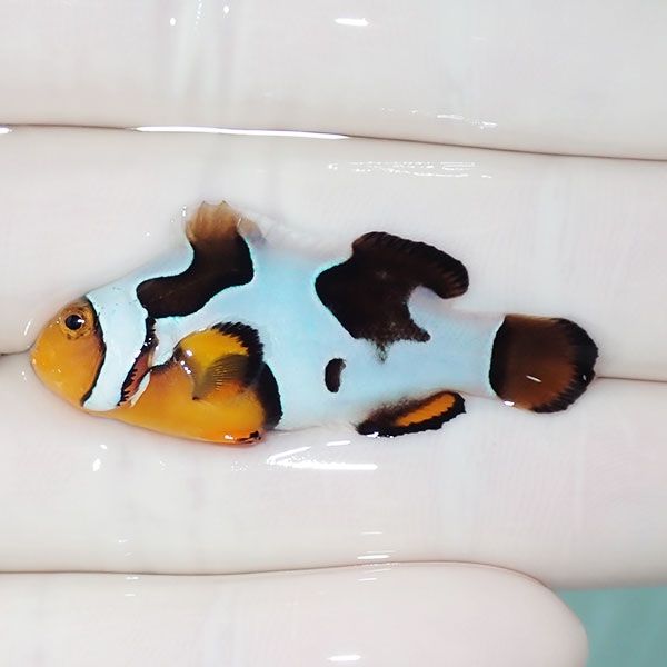 【現物10】Aグレード ブラックピカソクラウン 4.3cm±! 海水魚 クマノミ ...