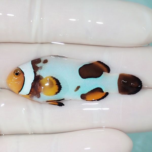 【現物15】Aグレード ブラックピカソクラウン 5cm±! 海水魚 クマノミ 餌...