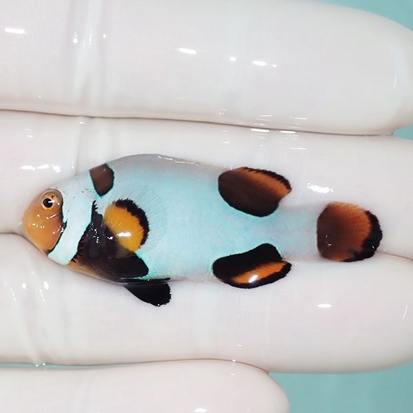 【現物14】Aグレード ブラックピカソクラウン 5cm±! 海水魚 クマノミ 餌...