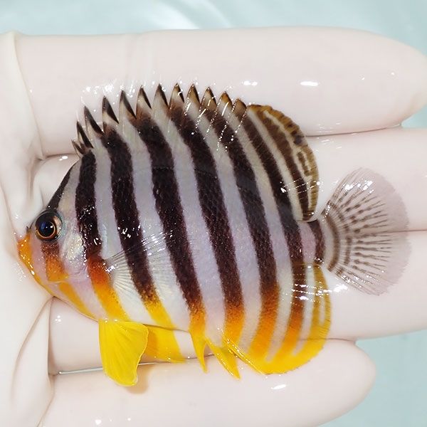 【現物3】sale シマヤッコ 6.5cm±! 海水魚 生体 15時までのご注文で当日...