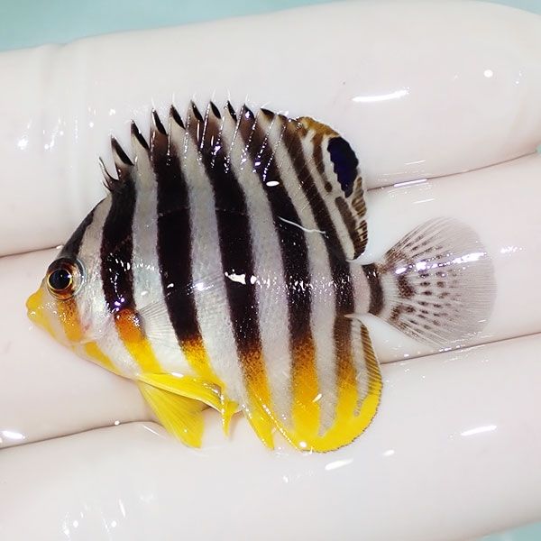 【現物5】sale シマヤッコ 4cm±! 海水魚 生体 15時までのご注文で当日発...