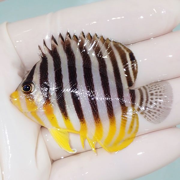 【現物1】sale シマヤッコ 6cm±! 海水魚 生体 15時までのご注文で当日発...