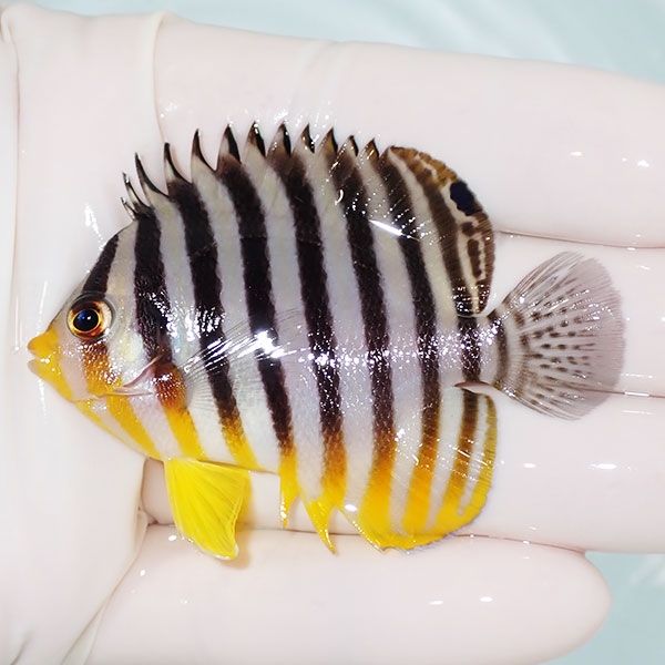 【現物2】sale シマヤッコ 6.5cm±! 海水魚 生体 15時までのご注文で当日...