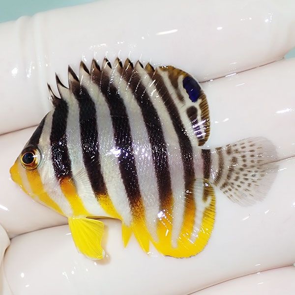 【現物6】sale シマヤッコ 4.56cm±! 海水魚 生体 15時までのご注文で当...