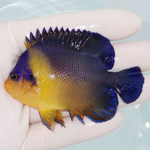 【現物3】スミレヤッコ 7.5cm±! 海水魚 ヤッコ 15時までのご注文で当日...