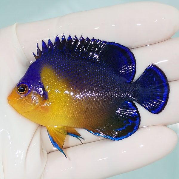 【現物4】スミレヤッコ 6.5cm±! 海水魚 ヤッコ 15時までのご注文で当日...