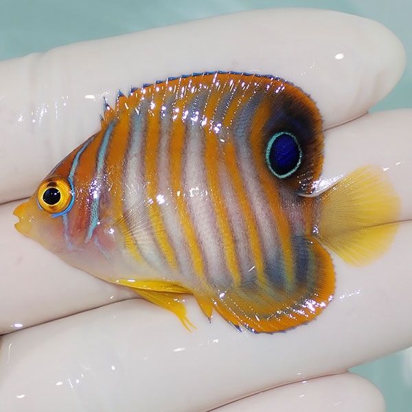 【現物3】ニシキヤッコ 5cm±!海水魚 ヤッコ15時までのご注文で当日発送(...