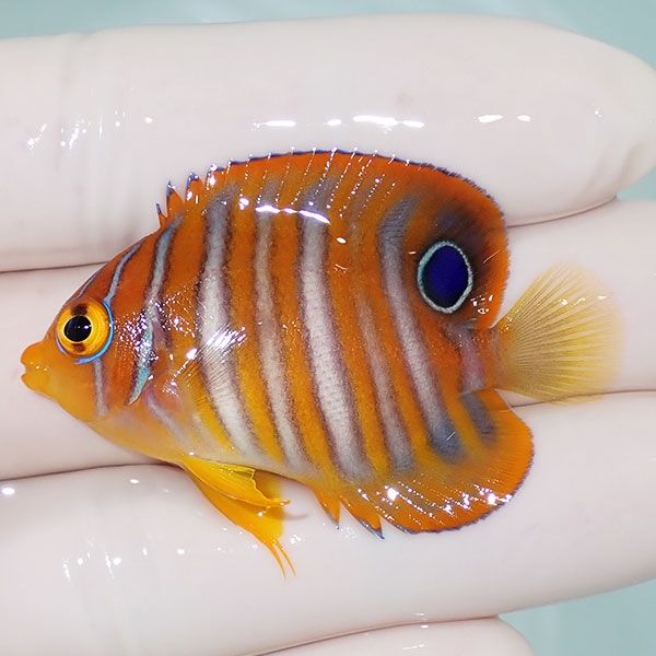 【現物4】ニシキヤッコ 4.7cm±!海水魚 ヤッコ15時までのご注文で当日発...