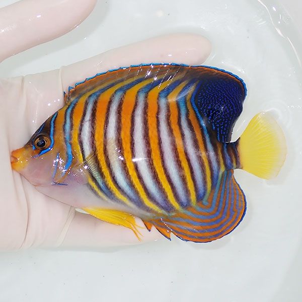 【現物5】ニシキヤッコ 13cm±!海水魚 ヤッコ15時までのご注文で当日発送...