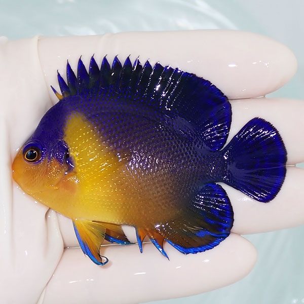 【現物2】スミレヤッコ 7.5cm±! 海水魚 ヤッコ 15時までのご注文で当日...